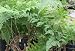 Rabbit's Foot Fern One Gallon
