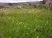 Grass & Wild flower seed partial shade Hedgerow mi