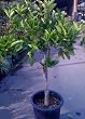 Navel Orange Tree Semi Dwarf Five Gallon