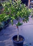 Navel Orange Tree Semi Dwarf Five Gallon