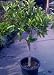 Navel Orange Tree Semi Dwarf Five Gallon