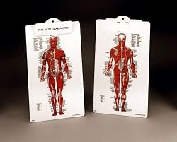 Muscle Man Plastic Clipboard-8946PCB