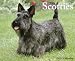 Scotties 2010 Wall Calendar 13" X 10.5"
