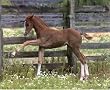 Colt (Horse At Fence) Art Poster Print - 16x20