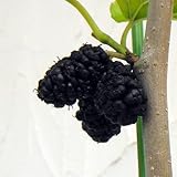 マルベリー（桑）：トルコフルーツ5号ポット[苗木]