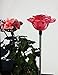 Beautiful Solar Red Rose Light, Flower Garden Stake Outdoor Yard Decor Landscape LED Lamp Lights, Great Gift