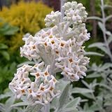 Silver Wedding Anniversary - Buddleia Silver Anniversary