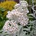 BUDDLEIA SILVER ANNIVERSARY-Silver Wedding Anniver