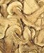 Porcini Mushrooms - Grade Super Premium AA
