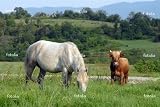 'On A Pasture' Wall Decal - 24"W x 16"H Removable Graphic