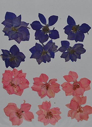 LoveDiyLife purple pink Larkspur real pressed dried flowers