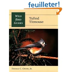 Tufted Titmouse