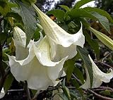 Amazon / Hirts: Seed; Tropical: White Angels Trumpet Tree-15 Seed-Brugmansia-Tropical