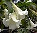 White Angels Trumpet Tree-15 Seed-Brugmansia-Tropical