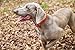 Dublin Dog Waterproof Collar, Large, Red Snapper