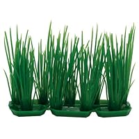 Hairgrass - 3 in.