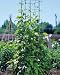 Bean Tower