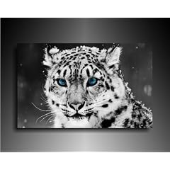 Leinwandbild "Schnee_leopard" Bild 100x70cm k. Poster / Weitere Bilder - Wandbilder - Kunstdrucke - Foto auf Leinwand finden Sie bei Leinwandbilder org - Alle Bilder fertig gerahmt mit Keilrahmen. Tiere Bilder, Landschaften, Blumen, Pfanzen, Natur_Bilder