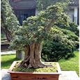 BUY : Japanese Pagoda Tree 10 Seeds - Sophora - Bonsai