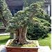 Japanese Pagoda Tree 10 Seeds - Sophora - Bonsai