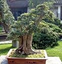Japanese Pagoda Tree 10 Seeds - Sophora - Bonsai