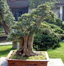 Japanese Pagoda Tree 10 Seeds - Sophora - Bonsai - FREE SHIPPING ON ADDITIONAL HIRTS SEEDS ORDERED & PAID WITH ONE PAYMENT!