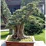 Japanese Pagoda Tree 10 Seeds - Sophora - Bonsai