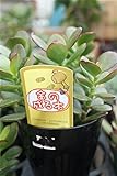 【送料込】【ギフトに】　カネノナルキ　3.5寸鉢　　【多肉植物】