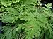 Gemmiferous Spikemoss (Selaginella moellendorfii)