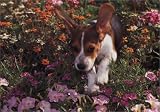 Dogs Up Close (Tiny Folio)