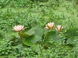 11x14 Digital Art Limited Edition Prints Waterlily Floral Realist Lotus Invasion