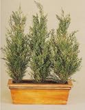 21 TRIPLE CEDAR TREES IN RECT. BOX / 2PC.