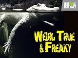 Weird True and Freaky: Hauntings