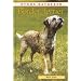Border Terrier