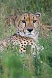 Cheetah # 1 - 18"H x 12"W - Peel and Stick Wall Decal by Wallmonkeys