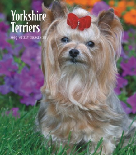 mini yorkshire terrier dogs