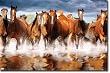 Horses Poster 22" X 34" Rp1278