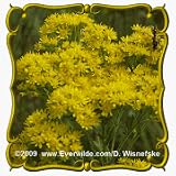 Stiff Goldenrod (Solidago rigida) Jumbo Wildflower Seed Packet - 1750 Seeds