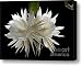 Night-Blooming Cereus 2 Canvas Print / Canvas Art - Artist Warren Sarle