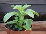 ANGEBOT 4 x Pflanze Stevia rebaudiana bertoni Jungpflanze Stewia Steviapflanze