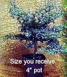 51DOhHqmK2L. SL160  Dwarf Black Olive Pre Bonsai Tree   Great Indoors