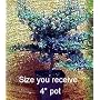 Dwarf Black Olive Bonsai Tree-Great Indoors-Great Gift!