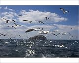 Photographic Prints of Gannets (Morus bassanus) in flight, following fishing boat off Bass Rock, Firth from Robert Harding
