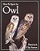 How to Spot an Owl (How to Spot)