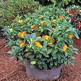 Pepper Seeds - Pepper Mohawk