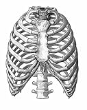 Review Dover Publications Inc.  / Medical and Anatomical Illustrations (Dover Pictorial Archives)
