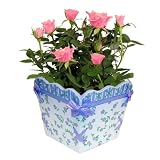 Live Plant - Lavender Box 4 Inches - with Roses