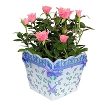 Live Plant - Lavender Box 4 Inches - with Roses
