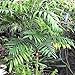 CHAMAEDOREA MICROSPADIX cold hardy BAMBOO PALM 50 seeds