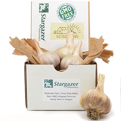 Top Best 5 garlic organic for sale 2016 BOOMSbeat